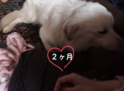 人の足に顔をのせてリラックスする犬