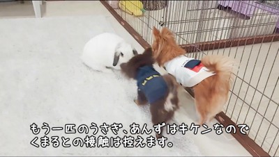 うさぎに近づく2匹の犬