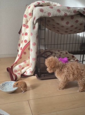 水を飲むハムスターと見つめる犬1