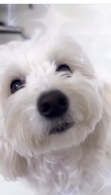 白い犬のアップ