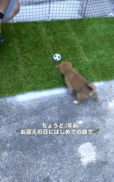 転がるボールに興味がない柴犬のパピー
