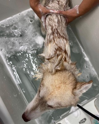 汚れていた体をシャンプー