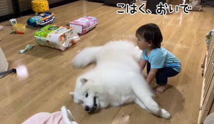 「おいで」