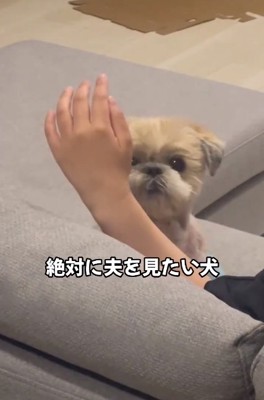 何度もパパを見るワンコ