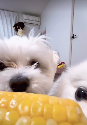 トウモロコシを食べる小型犬たち
