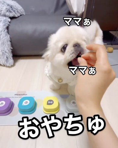 トーキングボタンを押しておやつをもらうペキニーズ