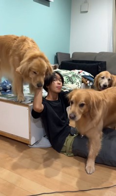 お兄ちゃんを囲む大型犬たち