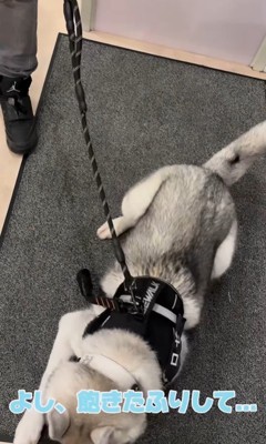 お姉さんが好きすぎるロゼくん8