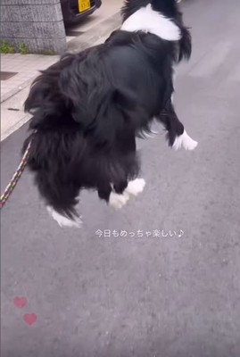 お散歩中のルナちゃん6