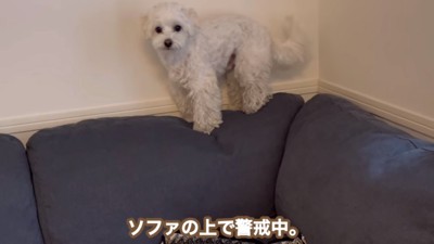 警戒するエルくん