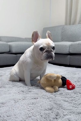 ごはんにも無反応なアビーちゃん