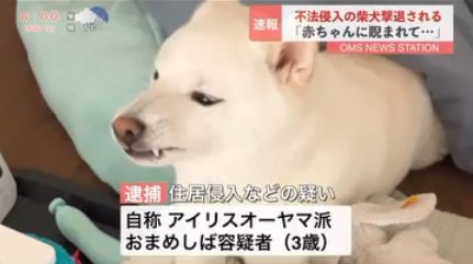 豆柴のおまめくん