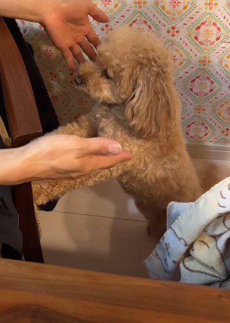 ももちゃんとの馴れ初め