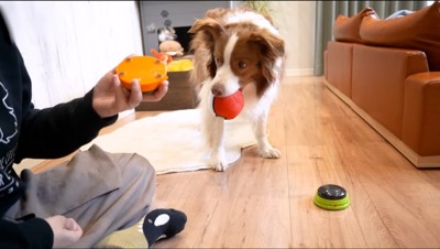 飼い主が持っているオレンジ色のボタンを見つめる犬