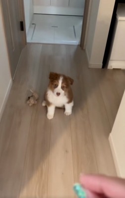 待てをトレーニングするアンディ君