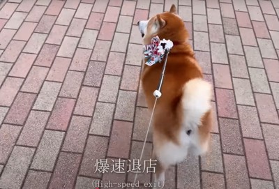 歩道を走る柴犬