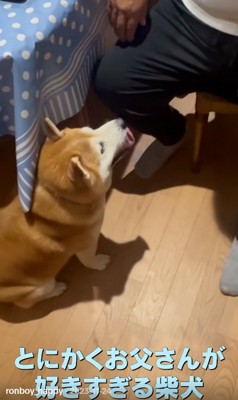 お父さん見るロンくん