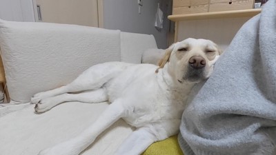 そのままウトウト…