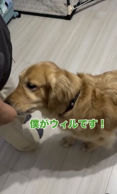 ウィルくんは1匹