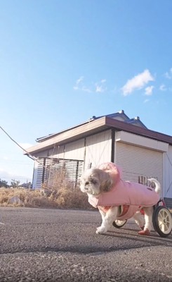 車いすで散歩するコロンちゃん
