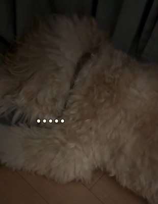 無視するかまぼこちゃん