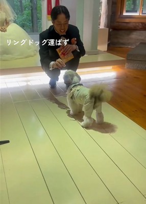 犬の後ろ姿