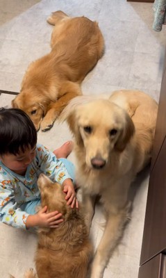 犬3匹を撫でる男の子4