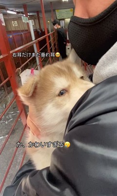 茶々丸くんと飼い主さんの出会い4