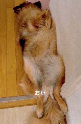 近寄ってみる飼い主さん