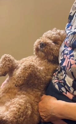 おばあちゃんの膝で寛ぐ茶々丸くん