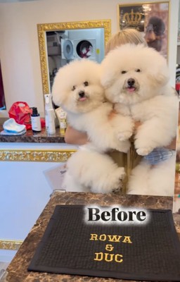 トリマーさんに抱っこされる犬