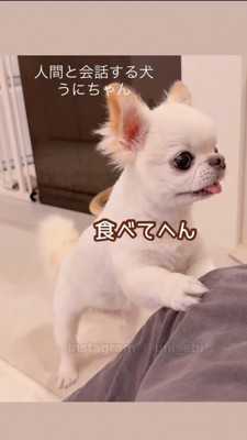 「食べてへん」と抗議する犬