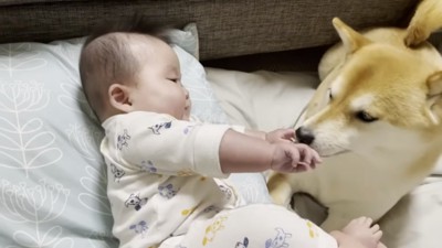 柴犬に抱きつきたい赤ちゃん