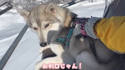 シベリアンハスキーのいちみちゃん