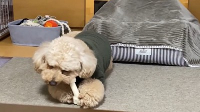 ガムをかじる犬