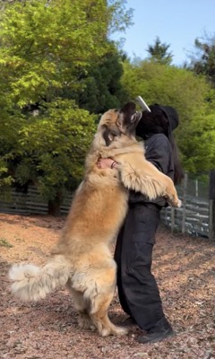のしかかる大型犬