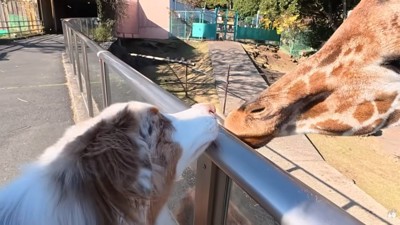 キリンと挨拶するガルチェロくん