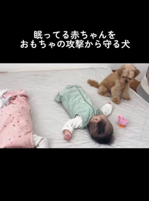 赤ちゃんの横にあるおもちゃに気付くたこやきさん