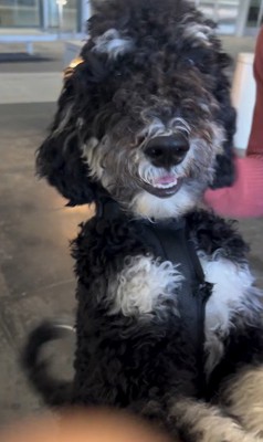 フランくんとママさんの再会⑩