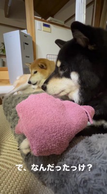 母犬を目の端で見る息子犬