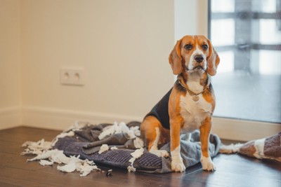 ぼろぼろにした犬