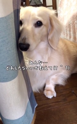 見つめる犬