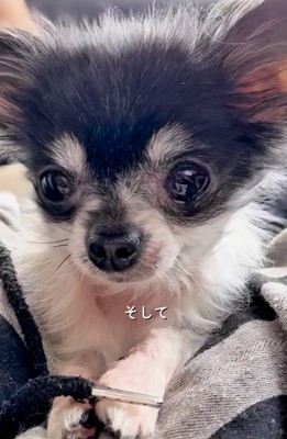 嬉しそうな子犬