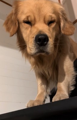 寝起きのゴールデンレトリバー3