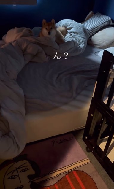 ベッドに寝そべりながらカメラ目線の柴犬