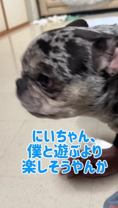 アオ丸くんもヤキモチ…！？