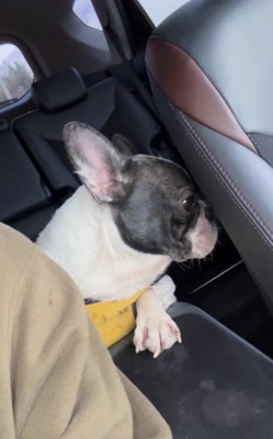 名前はchinくん!