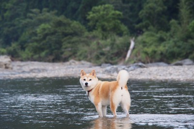 川に入って振り返る柴犬