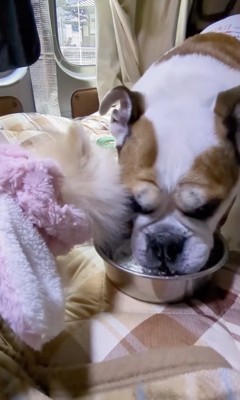 口からこぼれた水を飲むわたちゃん