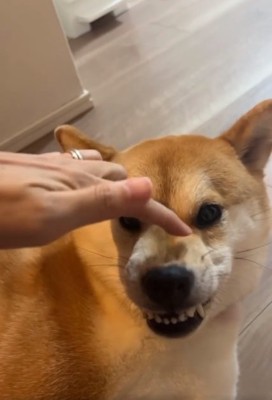 ムキ顔のあめまるくん